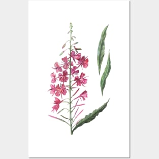 Watercolor Wildflower Fireweed Posters and Art